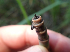 Equisetum hyemale