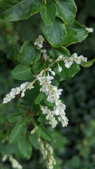 Fallopia baldschuanica