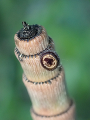Equisetum hyemale
