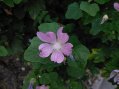 Malva thuringiaca