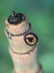 Equisetum hyemale