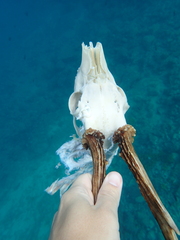 Capreolus