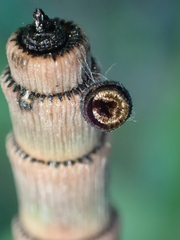 Equisetum hyemale