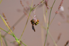 Xanthocampsomeris limosa