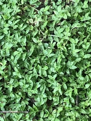 Oplismenus hirtellus