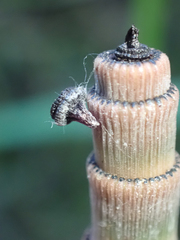 Equisetum hyemale