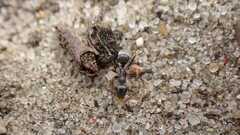 Formica cinerea