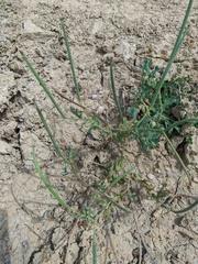 Glaucium corniculatum