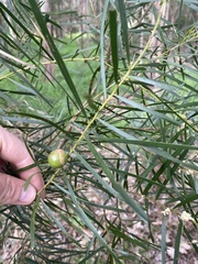 Acacia floribunda