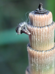 Equisetum hyemale