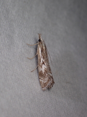 Catoptria
