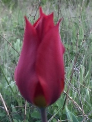 Tulipa suaveolens