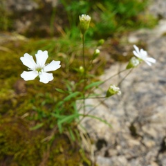 Heliosperma pusillum