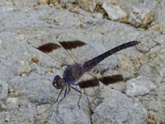 Brachythemis impartita