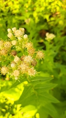 Hasteola suaveolens