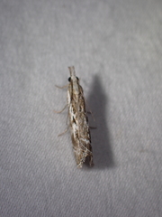 Catoptria