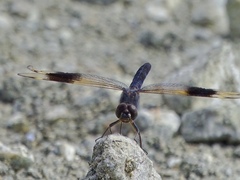 Brachythemis impartita