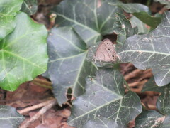 Hermeuptychia sosybius