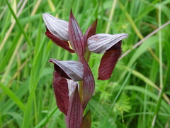 Serapias cordigera