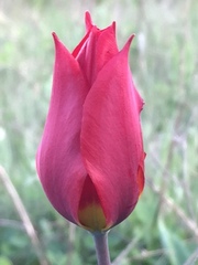 Tulipa suaveolens