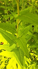 Hasteola suaveolens