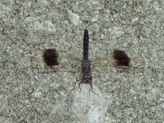 Brachythemis impartita
