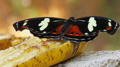 Catonephele numilia