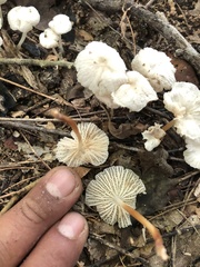 Marasmius rotula