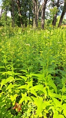Hasteola suaveolens