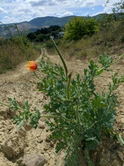 Glaucium corniculatum