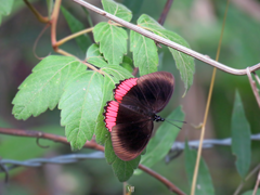 Biblis hyperia
