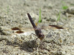 Brachythemis impartita