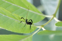 Acanthocephala terminalis