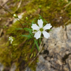 Heliosperma pusillum