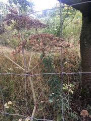 Heracleum sphondylium