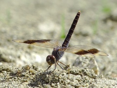 Brachythemis impartita