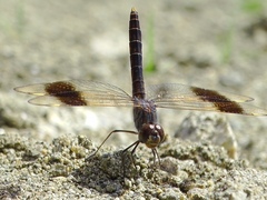 Brachythemis impartita