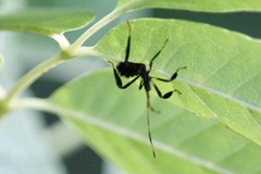 Acanthocephala terminalis