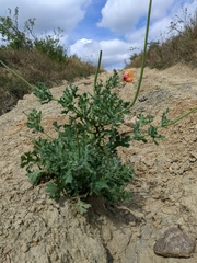 Glaucium corniculatum