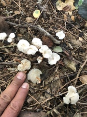 Marasmius rotula