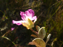 Podalyria hirsuta