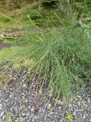 Cytisus scoparius