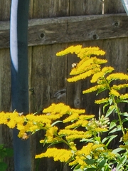 Apis mellifera