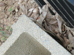 Sceloporus consobrinus