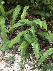 Nephrolepis cordifolia