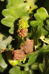 Andricus grossulariae