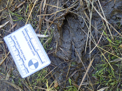 Odocoileus hemionus columbianus