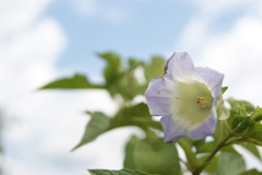 Nicandra physalodes