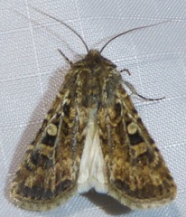 Euxoa divergens