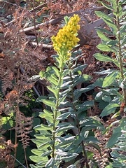Solidago spathulata